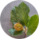 Bernard Aubry Bernard Aubry